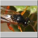 Apechthis compunctor - Schlupfwespe w01d 17mm - OS-Wallenhorst-Sandgrube det06.jpg